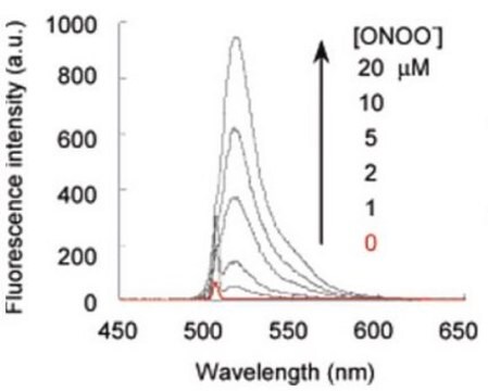 Colorante verde per nuclei BioTracker 515 Live cell imaging dye for peroxynitrite (ONOO-) used to detect reactive oxygen species (ROS) generated from the interaction of nitric oxide (NO) and superoxide (O).