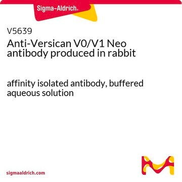 抗バーシカンV0/V1 Neo ウサギ宿主抗体 affinity isolated antibody, buffered aqueous solution