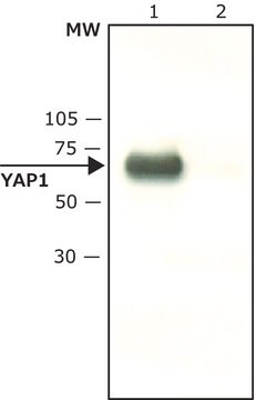 Anti-YAP1 (C-terminal) antibody produced in rabbit ~1&#160;mg/mL, affinity isolated antibody, buffered aqueous solution