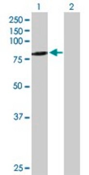 Anti-SCEL antibody produced in mouse purified immunoglobulin, buffered aqueous solution