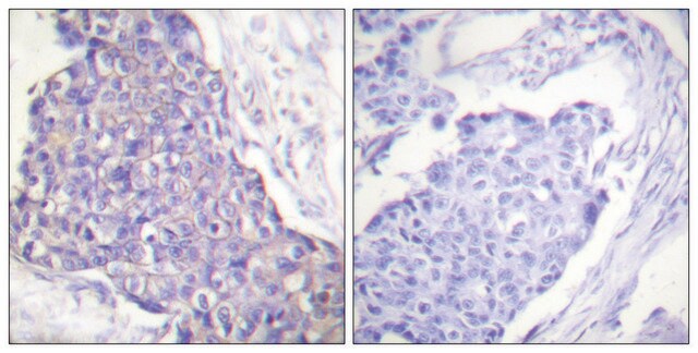 Anti-CD40 antibody produced in rabbit affinity isolated antibody