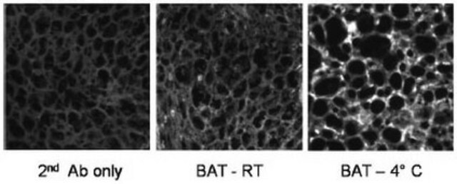 Anti-PGC-1&#945; Mouse mAb (1F3.9) liquid, clone 1F3.9, Calbiochem&#174;