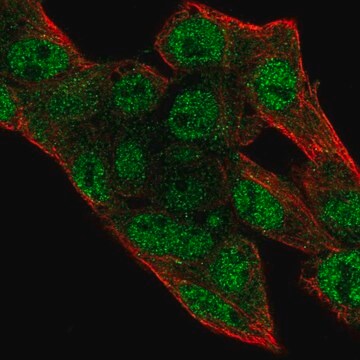 Anti-PRIM2 antibody produced in rabbit Prestige Antibodies&#174; Powered by Atlas Antibodies, affinity isolated antibody