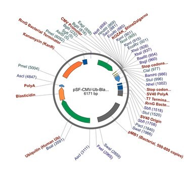 PSF-CMV-UB-BLAST-SV40 ORI SBFI - BLASTICIDIN / SV40 ORI PLASMID plasmid vector for molecular cloning