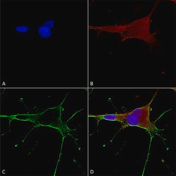 Monoclonal Anti-Dicer antibody produced in mouse clone S167-7, purified immunoglobulin