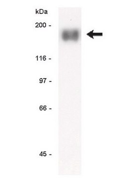 Anticorpo anti-EGFR, clone LA22 clone LA22, Upstate&#174;, from mouse