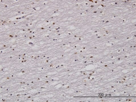 Monoclonal Anti-RAD1, (N-terminal) antibody produced in mouse clone 1G2, purified immunoglobulin, buffered aqueous solution