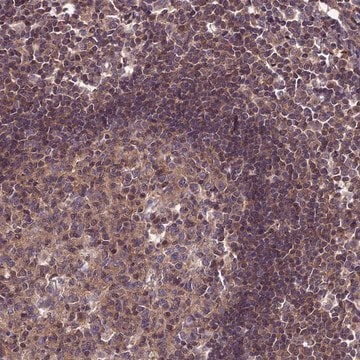 Anti-PPIL3 antibody produced in rabbit Prestige Antibodies&#174; Powered by Atlas Antibodies, affinity isolated antibody, buffered aqueous glycerol solution