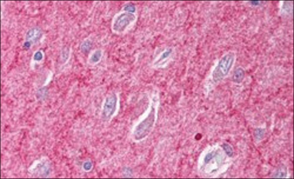 Anti-ICAM5 Precursor antibody produced in goat affinity isolated antibody, buffered aqueous solution