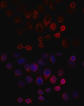 Anti-Caspase 3 antibody produced in rabbit