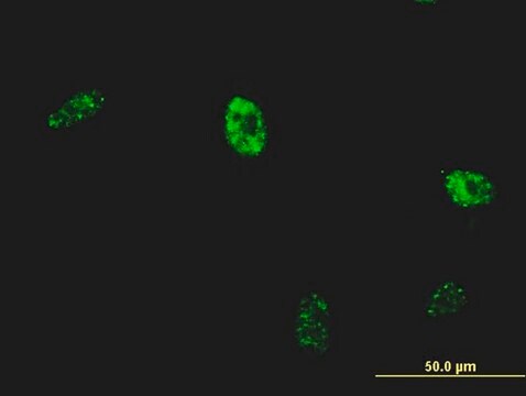 Monoclonal Anti-NKX2-5 antibody produced in mouse clone 3C1, purified immunoglobulin, buffered aqueous solution