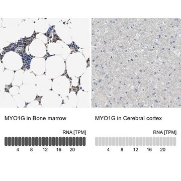 Anti-MYO1G antibody produced in rabbit Prestige Antibodies&#174; Powered by Atlas Antibodies, affinity isolated antibody, buffered aqueous glycerol solution