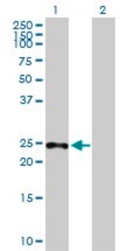 Anti-SAMD4A antibody produced in mouse purified immunoglobulin, buffered aqueous solution