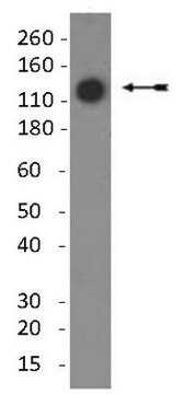 Anti-Kollagen-Typ-II-Antikörper, Klon&nbsp;6B3 clone 6B3, Chemicon&#174;, from mouse