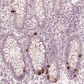 Anti-NPSR1 antibody produced in rabbit Prestige Antibodies&#174; Powered by Atlas Antibodies, affinity isolated antibody, buffered aqueous glycerol solution