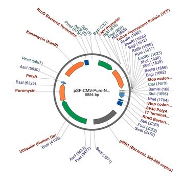 PSF-CMV-PURO-NH2-KRYFP - N-TERMINAL YFP TAG MAMMALIAN PLASMID plasmid vector for molecular cloning