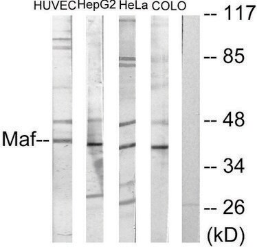 Anti-MAF antibody produced in rabbit affinity isolated antibody