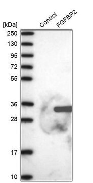 Anti-FGFBP2 antibody produced in rabbit Prestige Antibodies&#174; Powered by Atlas Antibodies, affinity isolated antibody, buffered aqueous glycerol solution