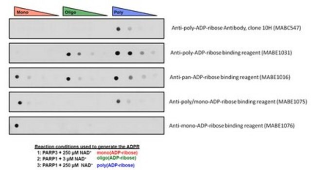 Reactivo de unión anti-mono-ADP-ribosa from Escherichia coli