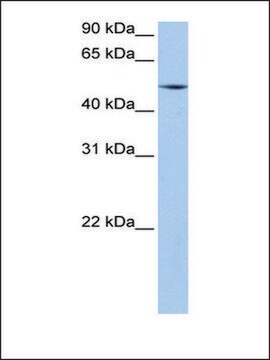 抗ESRRG ウサギ宿主抗体 affinity isolated antibody