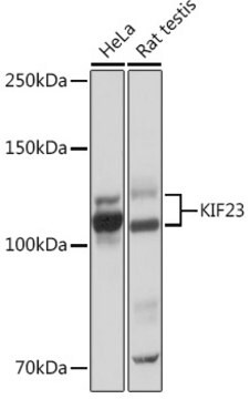 Anti-KIF23 Antibody, clone 9V4Y8, Rabbit Monoclonal