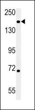 ANTI-DI3L1 (N-TERMINAL) antibody produced in rabbit affinity isolated antibody, buffered aqueous solution