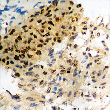 Anti-phospho-Caspase 8 (pTyr380) antibody produced in rabbit affinity isolated antibody