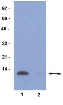 Anti-acetyl-Histone H4 (Lys5) Antibody, rabbit monoclonal culture supernatant, Upstate&#174;