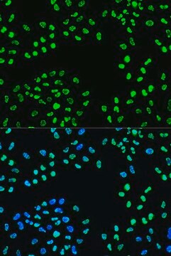 Anti-Phospho-ATR-S428 antibody produced in rabbit