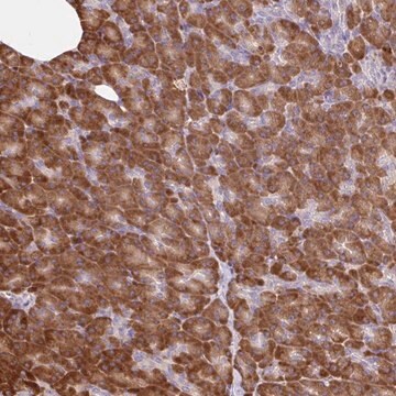 Anti-RALBP1 antibody produced in rabbit Prestige Antibodies&#174; Powered by Atlas Antibodies, affinity isolated antibody, buffered aqueous glycerol solution