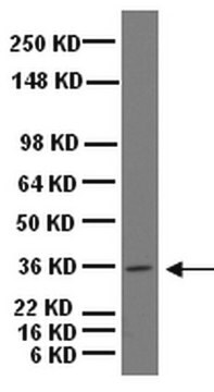 Anticorps anti-Musashi-1 Chemicon&#174;, from rabbit