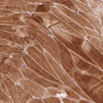 Anti-PRKAA2 antibody produced in rabbit Prestige Antibodies&#174; Powered by Atlas Antibodies, affinity isolated antibody, buffered aqueous glycerol solution