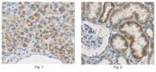 Anti-Pex3 Antibody, clone 14F3.2