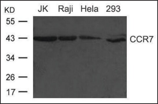 抗-CCR7 兔抗 affinity isolated antibody