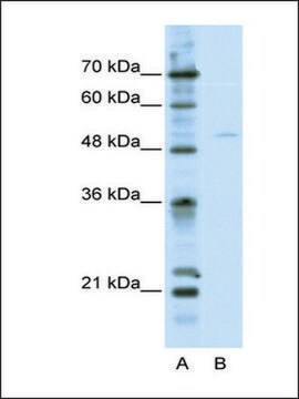 Anti-TFEB antibody produced in rabbit IgG fraction of antiserum