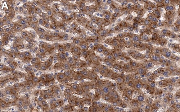 Anti-APOL1 Antibody, clone 1L15 ZooMAb&#174; Rabbit Monoclonal recombinant, expressed in HEK 293 cells