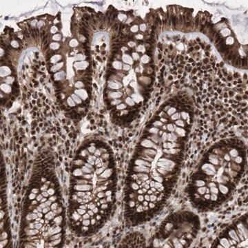 Anti-INTS12 antibody produced in rabbit Prestige Antibodies&#174; Powered by Atlas Antibodies, affinity isolated antibody, buffered aqueous glycerol solution