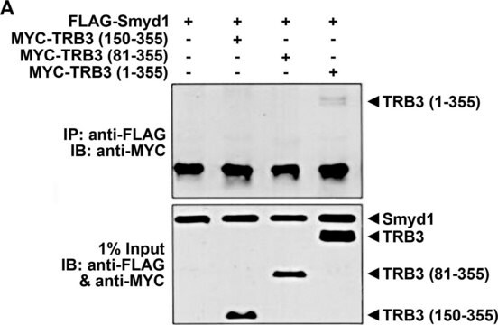 Anti-TRB-3 (N-terminal) in Kaninchen hergestellte Antikörper affinity isolated antibody, buffered aqueous solution