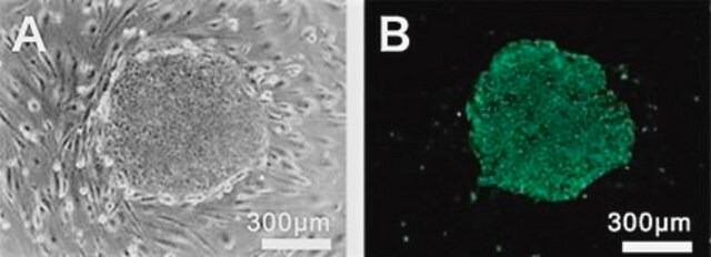 Zielony barwnik do pluripotencjalnych komórek macierzystych BioTracker 529 Live cell imaging dye for pluripotent stem cells that selectively identifies undifferentiated human ES and iPS cells.