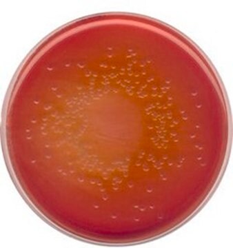 MacConkey agar with crystal violet, sodium chloride and 0.15% bile salts NutriSelect&#174; Plus, suitable for microbiology