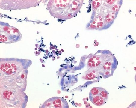 Lugolsche Lösung stabilized with PVP for the Gram staining