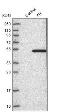 抗FH抗体 ウサギ宿主抗体 Prestige Antibodies&#174; Powered by Atlas Antibodies, affinity isolated antibody, buffered aqueous glycerol solution, ab2