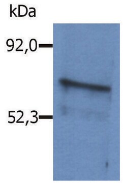 Anti-Ms Blnk antibody produced in rabbit