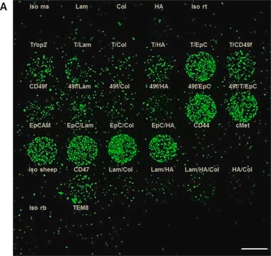 抗-CD44 兔抗 Prestige Antibodies&#174; Powered by Atlas Antibodies, affinity isolated antibody, buffered aqueous glycerol solution