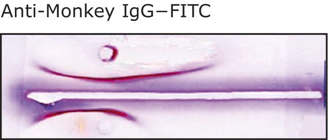 Anti-Monkey IgG (whole molecule)&#8722;FITC antibody produced in rabbit affinity isolated antibody, buffered aqueous solution