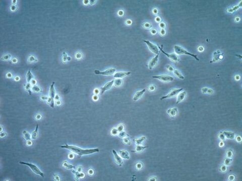 Lignée cellulaire microgliale&nbsp;IMG de souris IMG microglial cells recapitulate key features of microglial cell activation and may be used to study neuroinflammatory responses underlying Alzheimer&#8242;s disease.