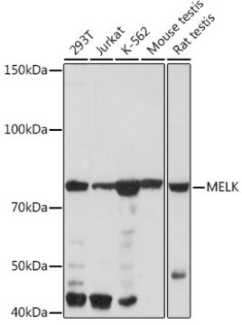 Anti-MELK Antibody, clone 4F10X4, Rabbit Monoclonal