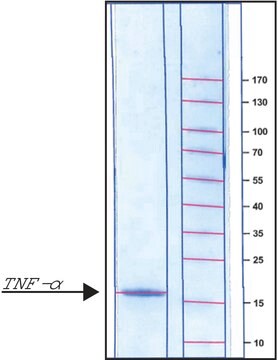 肿瘤坏死因子-&#945; 来源于大鼠 TNF-&#945;, recombinant, expressed in E. coli, powder, suitable for cell culture