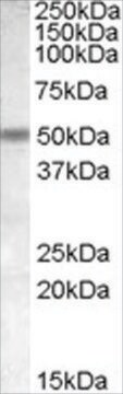 Anti-CHRNB3 antibody produced in goat affinity isolated antibody, buffered aqueous solution