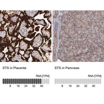 抗-STS 兔抗 Prestige Antibodies&#174; Powered by Atlas Antibodies, affinity isolated antibody, buffered aqueous glycerol solution